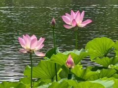 -莲花池公园