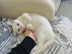 -lincat·猫舍(广州店)