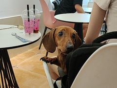 -Let's go狗咖·猫咖·奶狗·桌游(春熙路IFS店)