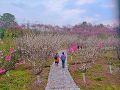 -常德桃花源景区