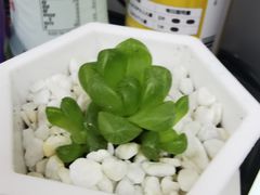 -正德顺順德雙皮奶(中信店)
