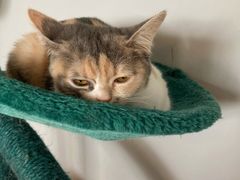 -Cappucimeow猫咪咖啡馆(韦伯时代店)
