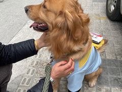 -PETKIT小佩宠物·低压洗护(国顺东路店)