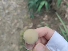 -南山植物园