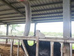 -瑞穗牧场