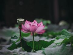 -陈家山荷花公园