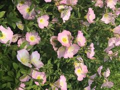 -昆山城市生态森林公园