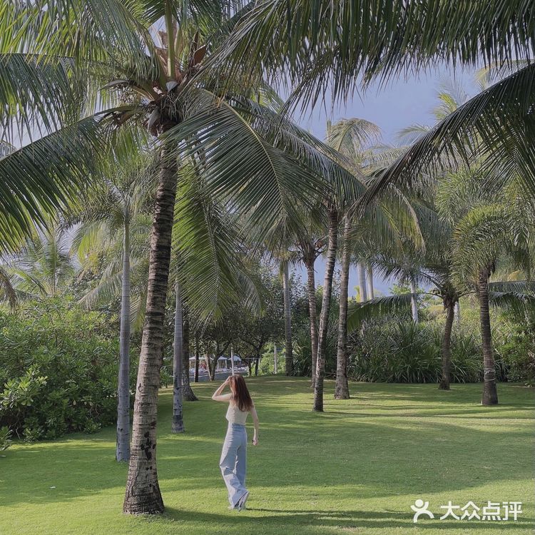 🌴 三亚艾迪逊· 私人沙滩边的椰林也太好拍了