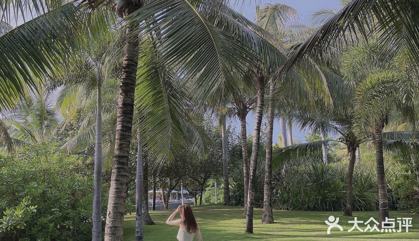 🌴 三亚艾迪逊· 私人沙滩边的椰林也太好拍了