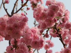 -天适樱花悠乐园