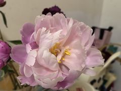 -锅贴大王南翔小笼(临沂二村店)