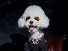 -超宠爱宠物摄影-Super pet