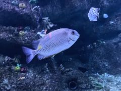 -沙沙哗啦海洋馆(华宇百花谷店)