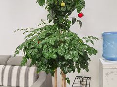-松柏口腔门诊