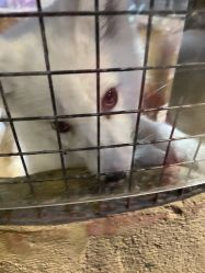 -酷嗒动物文化乐园(cutezoo西溪乐天城店)