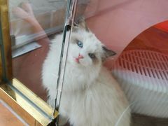 -糯米喵星人总部直营旗舰店·猫舍·幼猫出售