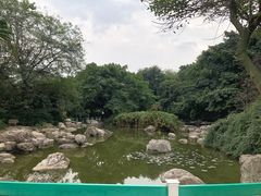 -神仙树公园