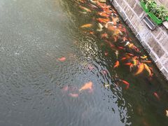 -豫园湖心亭茶楼
