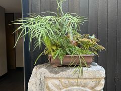 -觀芷隐轩
