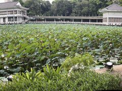 -荔湾湖公园