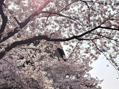 -武汉大学-樱园