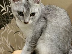 -楼上猫咖(罗湖店)