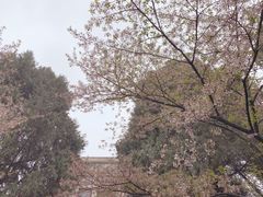 -武汉大学-樱园