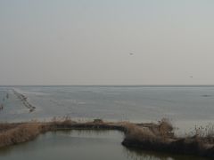-盐城丹顶鹤湿地生态旅游区