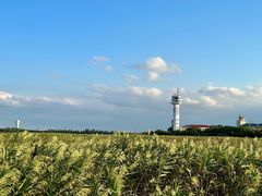 -上海吴淞炮台湾国家湿地公园