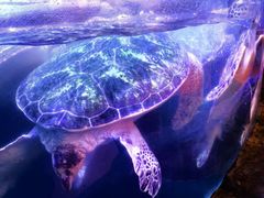 -海合安武汉极地海洋公园