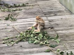 -大连森林动物园