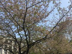 -武汉大学-樱园