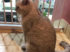-猫爷宠物生活馆·撸猫馆