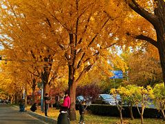 -三里屯东五街银杏大道