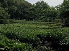 -中国茶叶博物馆(双峰馆区)