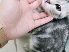 -宠福鑫康馨动物医院·骨科·眼科