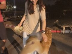 景点-清迈夜间动物园