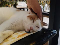 -平行世界·猫咖(首经贸店)