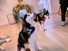 -Husky Go! 哈士奇体验馆·宠物咖啡厅狗咖