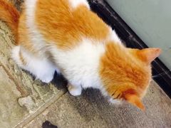 -猫咪博物馆(顶澳仔猫街店)