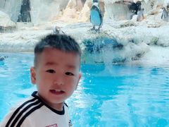 -帝企鹅自助餐厅•儿童岛•真企鹅(长隆企鹅酒店)