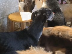 -萌喵宠狗爱心宠咖