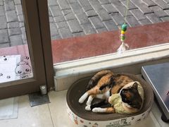 -瑞鹏宠物医院·夜间急症·心超·猫科(祖庙分店)