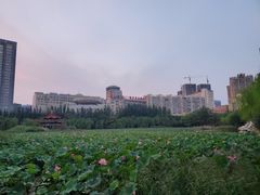 -青城公园