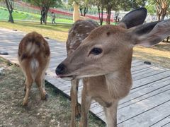 -北京鹿世界主题园