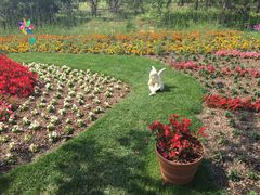 -武清南湖绿博园