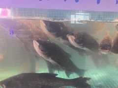 -鸽子侯·家宴·平价海鲜(市图书馆店)