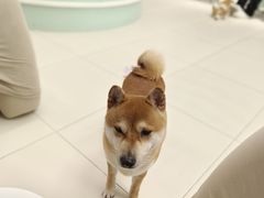 -怪兽屋·羊驼·猫咖·狗咖(俊华广场店)