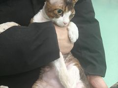 -北京观赏动物医院·24小时大型综合·猫专科·异宠专科