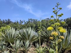 -深圳仙湖植物园